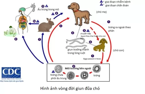 Gói xét nghiệm giun sán [cơ bản]